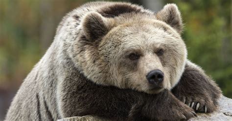 Bear Market Survival: Essential